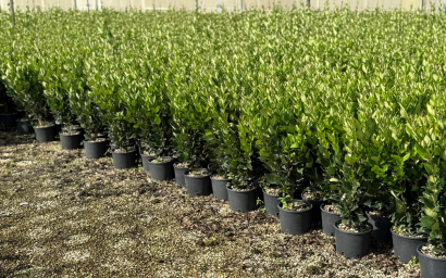 Ligustrum texanum 'Pyramidalis'